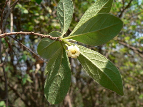 Sivun Diospyros lycioides Desf. kuva