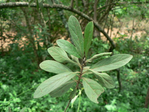 Diospyros lycioides Desf.的圖片