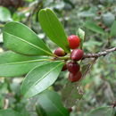 Sivun Erythroxylum emarginatum Thonn. kuva