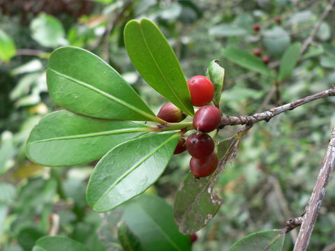 Image of African coca tree