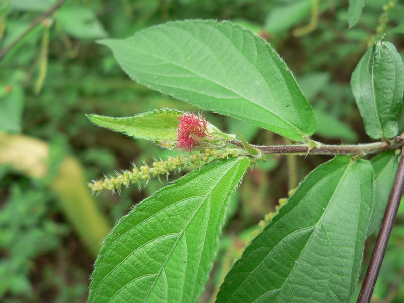 Acalypha chirindica S. Moore resmi