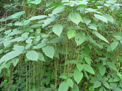 Imagem de Acalypha psilostachya Hochst. ex A. Rich.