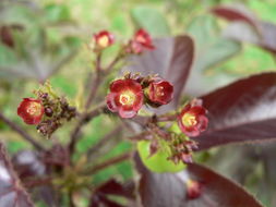 Plancia ëd Jatropha gossypiifolia L.