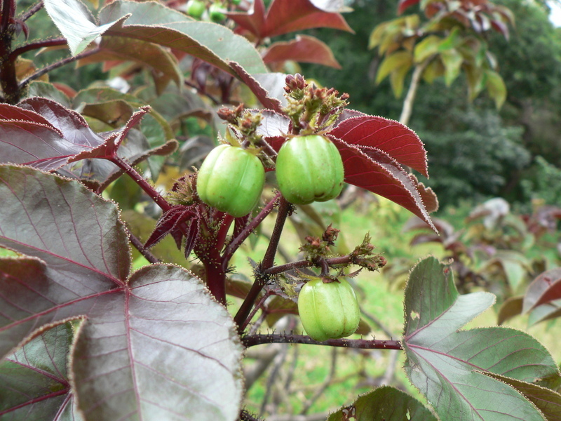 Plancia ëd Jatropha gossypiifolia L.