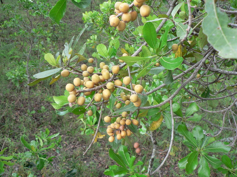 Image of Uapaca guineensis Müll. Arg.