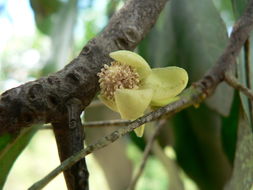 Image of Uapaca nitida Müll. Arg.