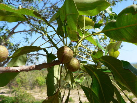 Image of Uapaca nitida Müll. Arg.