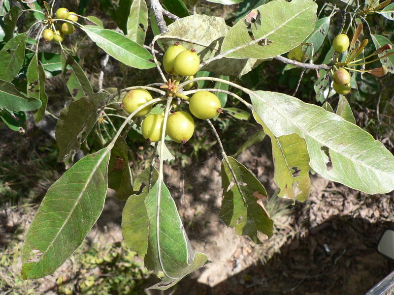 Image of Uapaca nitida Müll. Arg.