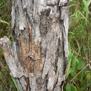 Image of African Blackwood