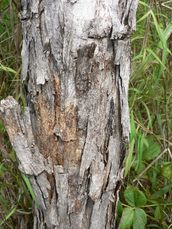 Image of African Blackwood