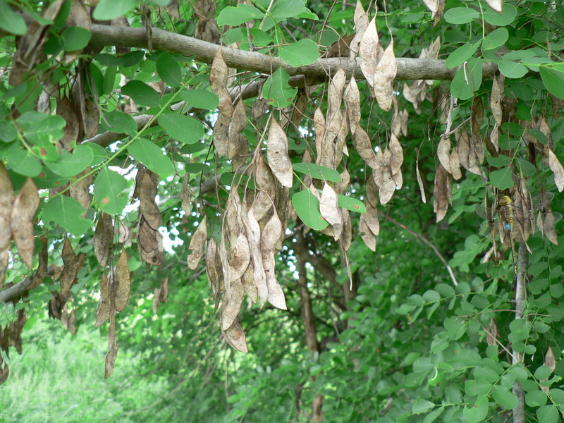 Image of African Blackwood