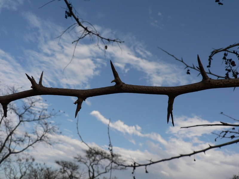 Image of African Blackwood