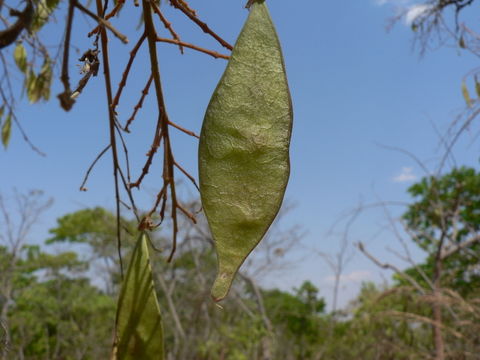 Plancia ëd <i>Philenoptera bussei</i> (Harms) Schrire