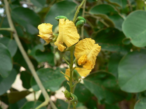 صورة Pterocarpus rotundifolius (Sond.) Druce