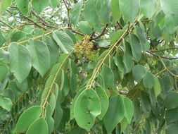 صورة Pterocarpus rotundifolius (Sond.) Druce