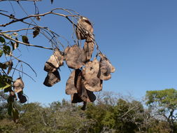 صورة Pterocarpus rotundifolius (Sond.) Druce