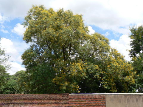 Imagem de Pterocarpus rotundifolius (Sond.) Druce