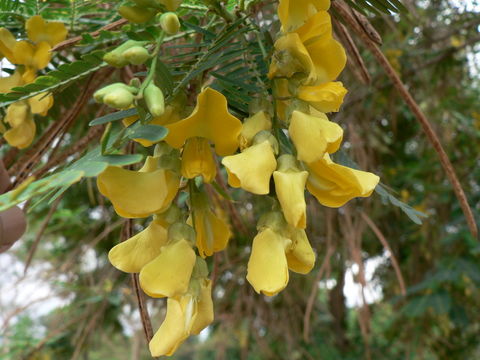 Image of Egyptian riverhemp