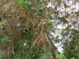 Image of Egyptian riverhemp