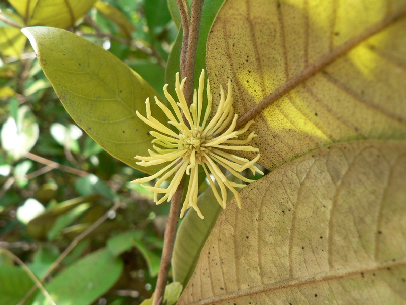 Image of Trichocladus ellipticus Eckl. & Zeyh.