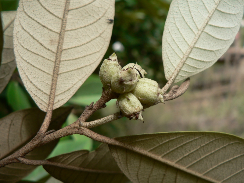 Image of Trichocladus ellipticus Eckl. & Zeyh.