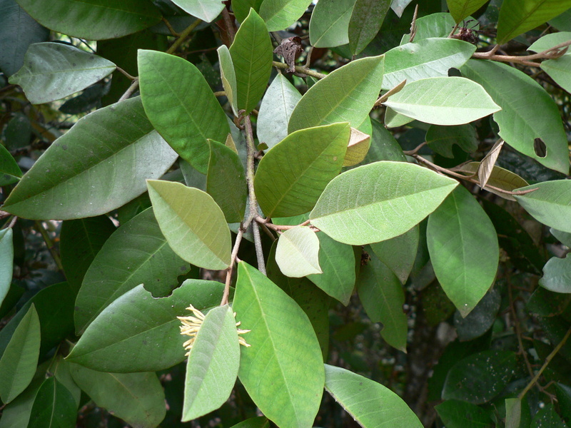 Image of Trichocladus ellipticus Eckl. & Zeyh.