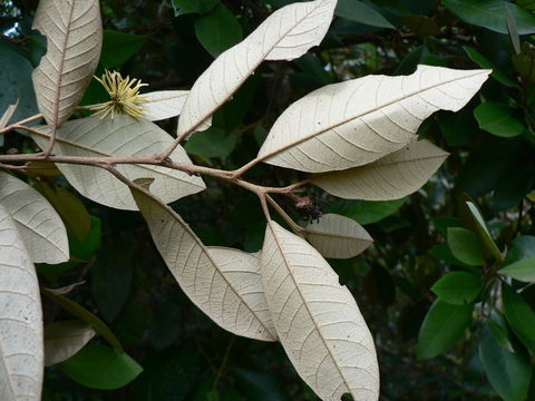 Image of Trichocladus ellipticus Eckl. & Zeyh.