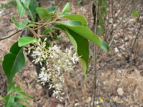 Image of Apodytes dimidiata E. Mey. ex Arn.