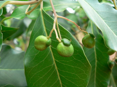 Apodytes dimidiata E. Mey. ex Arn. resmi