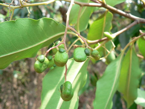 Apodytes dimidiata E. Mey. ex Arn. resmi