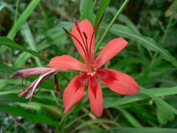 Freesia grandiflora (Baker) Klatt resmi