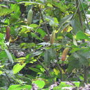 Image of Coccinia grandiflora Cogn. ex Engl.