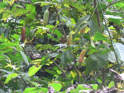 Image of Coccinia grandiflora Cogn. ex Engl.