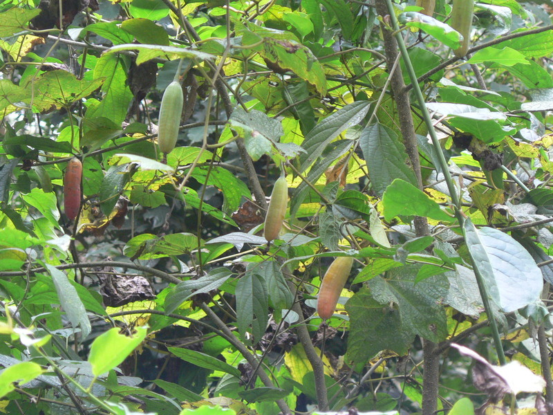 Image of Coccinia grandiflora Cogn. ex Engl.