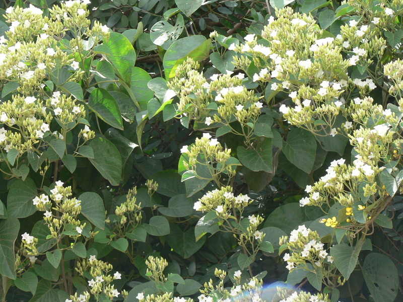 Image of Large-leaved cordia