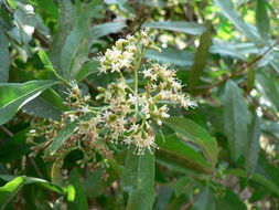 Слика од Nuxia oppositifolia (Hochst.) Benth.