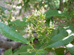 Слика од Nuxia oppositifolia (Hochst.) Benth.