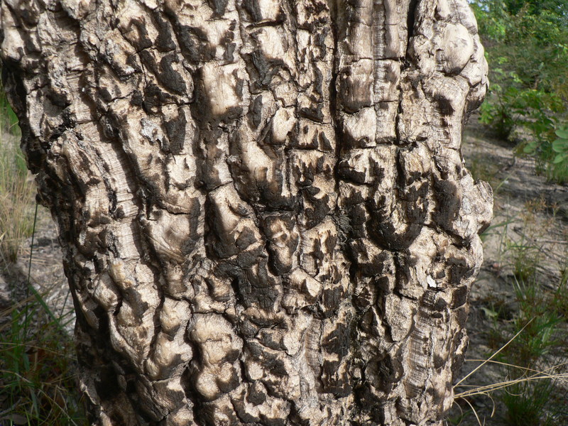 Plancia ëd Strychnos cocculoides Baker