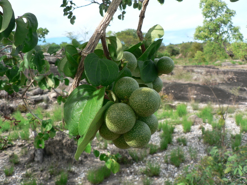 Plancia ëd Strychnos cocculoides Baker