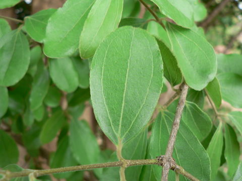 Plancia ëd Strychnos madagascariensis Poir.