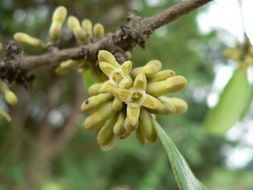 Plancia ëd Strychnos madagascariensis Poir.