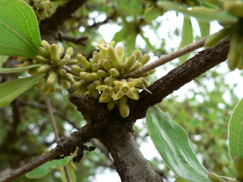 Plancia ëd Strychnos madagascariensis Poir.