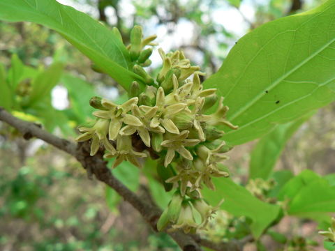 Plancia ëd Strychnos potatorum L. fil.