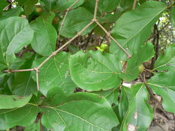 Image of Black bitterberry