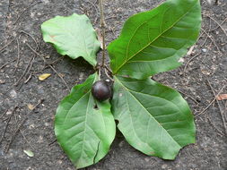 Image of Black bitterberry