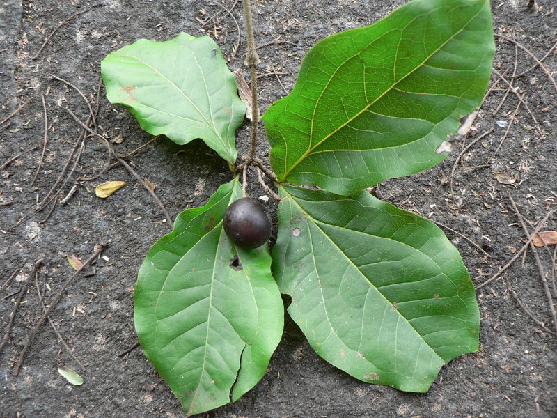 Image of Black bitterberry