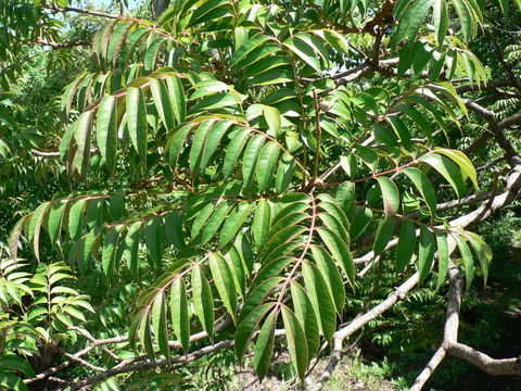 Image de Bersama abyssinica Fresen.