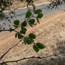 Image of <i>Acacia nigrescens</i>