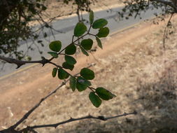 Image of <i>Acacia nigrescens</i>