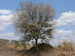 Image of <i>Acacia nigrescens</i>